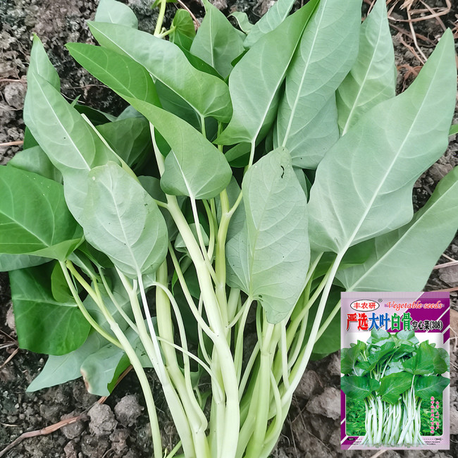 Large-Leaf White-Stem Water Spinach Seeds - High Yield, Heat Resistant, Fast Growing