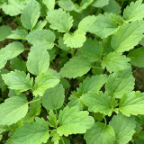 'Jiemei' Improved Motherwort Seeds - High Yield, Heat Tolerant, Easy to Cultivate, Superior Commercial Quality