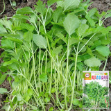 'Jiemei' Improved Motherwort Seeds - High Yield, Heat Tolerant, Easy to Cultivate, Superior Commercial Quality