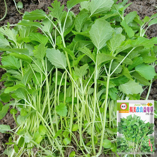 'Jiemei' Improved Motherwort Seeds - High Yield, Heat Tolerant, Easy to Cultivate, Superior Commercial Quality