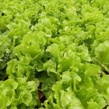 'Jiemei' Late Bolt Italian Lettuce Seeds - Cold Tolerant, High Yield, Crisp Leaves & Long Harvest