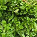 'Jiemei' Improved Motherwort Seeds - High Yield, Heat Tolerant, Easy to Cultivate, Superior Commercial Quality