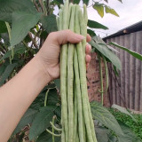 'Jiemei' Tianzhu White Long Bean Seeds - Thick Flesh, Heat Tolerant, High Yield, Fast Growing
