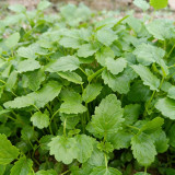 'Jiemei' Improved Motherwort Seeds - High Yield, Heat Tolerant, Easy to Cultivate, Superior Commercial Quality