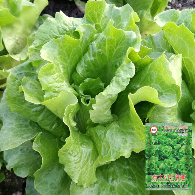 'Jiemei' Late Bolt Italian Lettuce Seeds - Cold Tolerant, High Yield, Crisp Leaves & Long Harvest