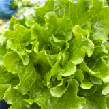 'Jiemei' Late Bolt Italian Lettuce Seeds - Cold Tolerant, High Yield, Crisp Leaves & Long Harvest