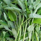 Large-Leaf White-Stem Water Spinach Seeds - High Yield, Heat Resistant, Fast Growing