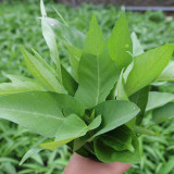Large-Leaf White-Stem Water Spinach Seeds - High Yield, Heat Resistant, Fast Growing