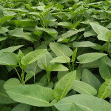 Large-Leaf White-Stem Water Spinach Seeds - High Yield, Heat Resistant, Fast Growing