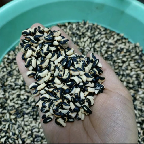 'Jiemei' Tianzhu White Long Bean Seeds - Thick Flesh, Heat Tolerant, High Yield, Fast Growing