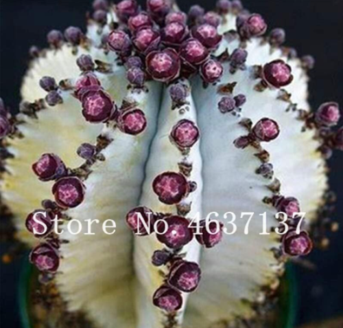 Exotic Cactus Seed, Japanese Rare Succulents Plant Flower Sementes Seed