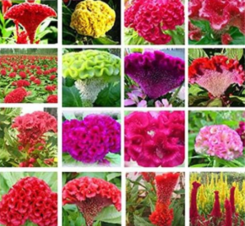 Flamingo Cockscomb Seed Flower Celosia Cristata Potted (Color: Mixed)