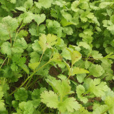 'Jiefeng' Large-Leaf Coriander Seeds - High-Yield, Fast-Growing, Rich-Aromatic, Adaptable, Easy-to-Grow