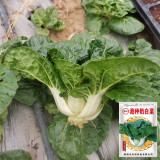 Hong Kong Milky Pak Choi Seeds - High-Yielding, Heat-Tolerant, Fast-Growing, Easy to Cultivate
