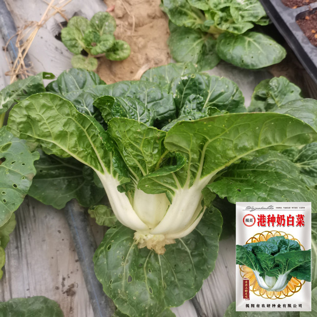 Hong Kong Milky Pak Choi Seeds - High-Yielding, Heat-Tolerant, Fast-Growing, Easy to Cultivate
