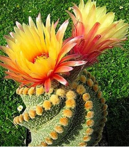 Rare African Mixed Plantas Cactus Succulent Plant Seeds (Color: 4)