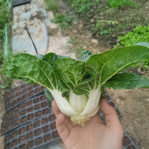 Hong Kong Milky Pak Choi Seeds - High-Yielding, Heat-Tolerant, Fast-Growing, Easy to Cultivate