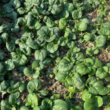 Hong Kong Milky Pak Choi Seeds - High-Yielding, Heat-Tolerant, Fast-Growing, Easy to Cultivate