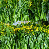 'Li Jian' 120-Day Sweet Choy Sum Seeds - High Yield, Sweet & Tender, Fiber-Free, Easy to Grow