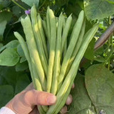 'Shuangqing No.38' Green Bean Seeds - Long, Sweet & Tender Pods, Disease Resistant, Fast Growing, Easy to Grow