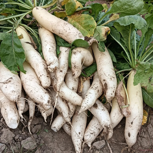 'Zao Luobo No. 13' White Radish Seeds - Fast-Growing, Smooth White Skin, Ideal for Warm Climates