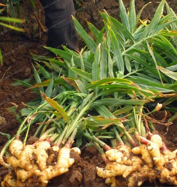 Ginger Seed Balcony Vegetables Potted Seeds