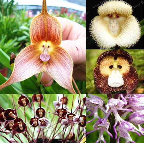 Cute Monkey Face Orchid Seeds for Home Garden - (Color: 7)