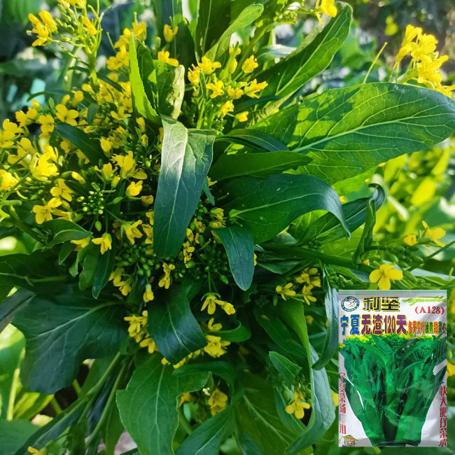 'Li Jian' 120-Day Sweet Choy Sum Seeds - High Yield, Sweet & Tender, Fiber-Free, Easy to Grow