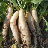 'Zao Luobo No. 13' White Radish Seeds - Fast-Growing, Smooth White Skin, Ideal for Warm Climates