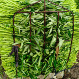 Bamboo Leaf Water Spinach Seeds - Fast-Growing, High-Yield, Drought-Tolerant, Easy to Cultivate