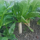 'Zao Luobo No. 13' White Radish Seeds - Fast-Growing, Smooth White Skin, Ideal for Warm Climates