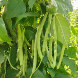 'Shuangqing No.38' Green Bean Seeds - Long, Sweet & Tender Pods, Disease Resistant, Fast Growing, Easy to Grow