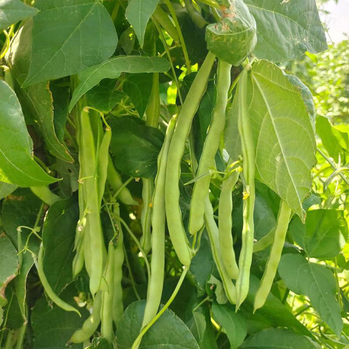 'Shuangqing No.38' Green Bean Seeds - Long, Sweet & Tender Pods, Disease Resistant, Fast Growing, Easy to Grow