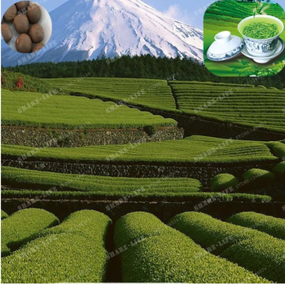 Crop Chinese Green Tea Tree Seeds Camellia Sinensis