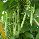 'Shuangqing No.38' Green Bean Seeds - Long, Sweet & Tender Pods, Disease Resistant, Fast Growing, Easy to Grow
