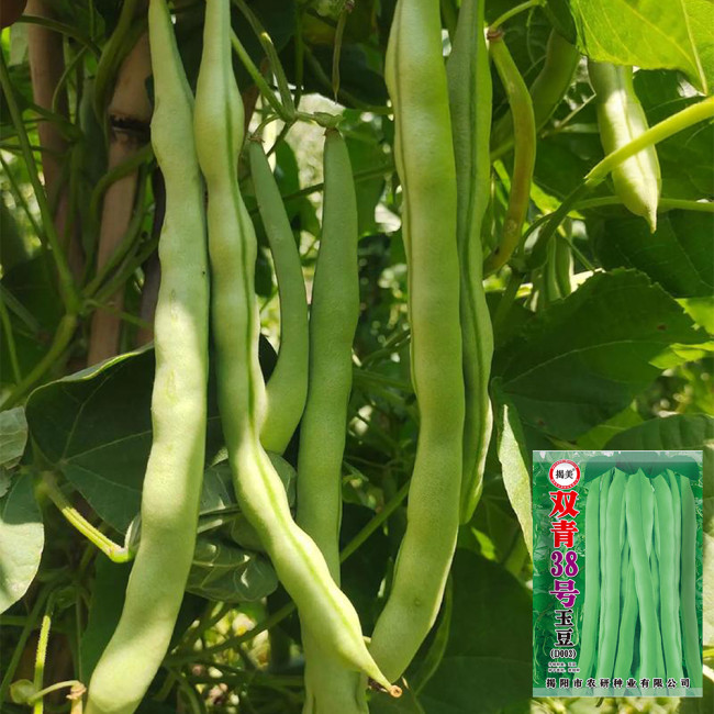'Shuangqing No.38' Green Bean Seeds - Long, Sweet & Tender Pods, Disease Resistant, Fast Growing, Easy to Grow