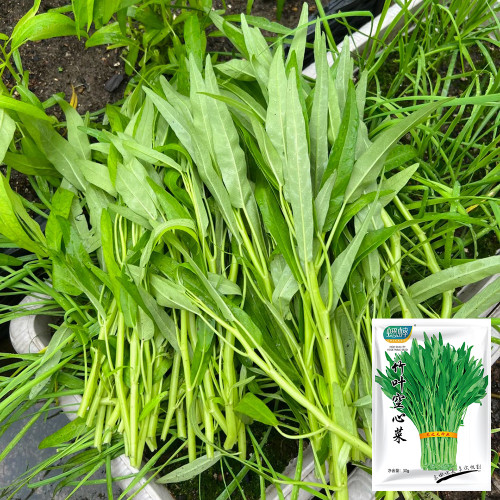 Bamboo Leaf Water Spinach Seeds - Fast-Growing, High-Yield, Drought-Tolerant, Easy to Cultivate
