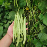 'Shuangqing No.38' Green Bean Seeds - Long, Sweet & Tender Pods, Disease Resistant, Fast Growing, Easy to Grow