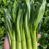 'Li Jian' 120-Day Sweet Choy Sum Seeds - High Yield, Sweet & Tender, Fiber-Free, Easy to Grow
