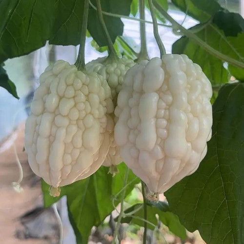 Apple Bitter Gourd Seeds - Premium Hybrid Variety, High in Vitamin C, High Yield, Disease Resistant