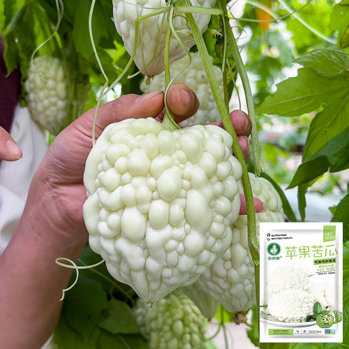 Apple Bitter Gourd Seeds - Premium Hybrid Variety, High in Vitamin C, High Yield, Disease Resistant