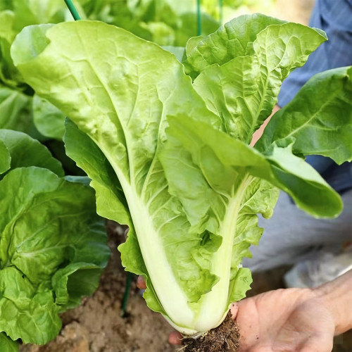 'Jiemei' Fast-growing Bok Choy Seeds - Harvest in 20 Days, High-Yield & Disease Resistant for Home Garden