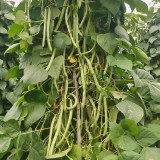 'Shuangqing No.38' Green Bean Seeds - Long, Sweet & Tender Pods, Disease Resistant, Fast Growing, Easy to Grow