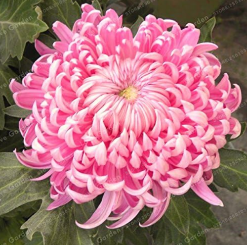 Chrysanthemum Seed Rare Perennial Flower Indoor (Color: 2)