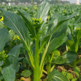 'Li Jian' 120-Day Sweet Choy Sum Seeds - High Yield, Sweet & Tender, Fiber-Free, Easy to Grow