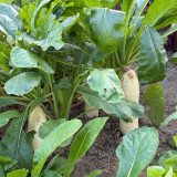 'Zao Luobo No. 13' White Radish Seeds - Fast-Growing, Smooth White Skin, Ideal for Warm Climates