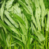 Bamboo Leaf Water Spinach Seeds - Fast-Growing, High-Yield, Drought-Tolerant, Easy to Cultivate