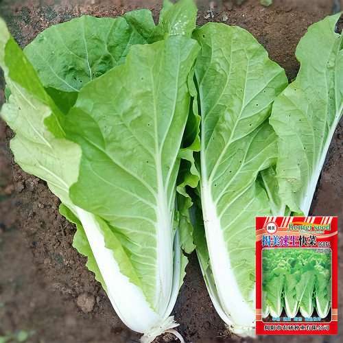 'Jiemei' Fast-growing Bok Choy Seeds - Harvest in 20 Days, High-Yield & Disease Resistant for Home Garden