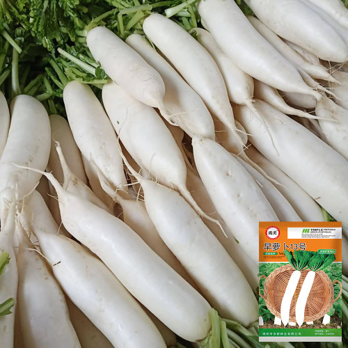 'Zao Luobo No. 13' White Radish Seeds - Fast-Growing, Smooth White Skin, Ideal for Warm Climates