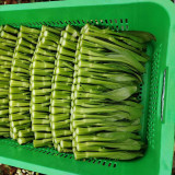 'Li Jian' 120-Day Sweet Choy Sum Seeds - High Yield, Sweet & Tender, Fiber-Free, Easy to Grow